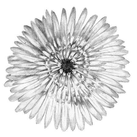 Flower rose sketch  hand drawing. Gerbera detailed illustrationの写真素材