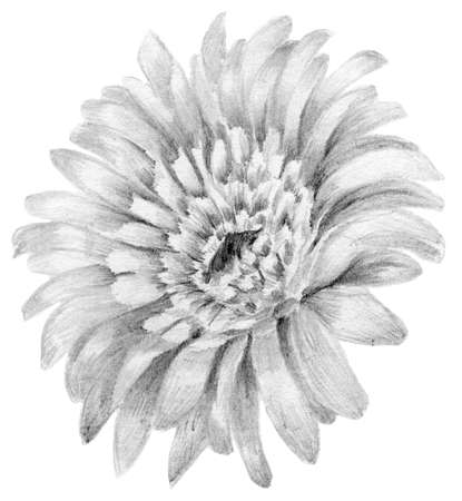Flower rose sketch  hand drawing. Gerbera detailed illustrationの写真素材