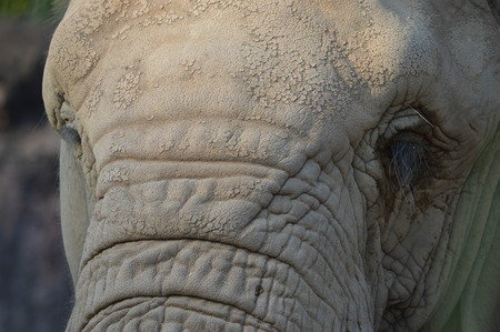 Elephantの写真素材