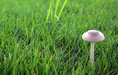 Mushroom on the groundの写真素材