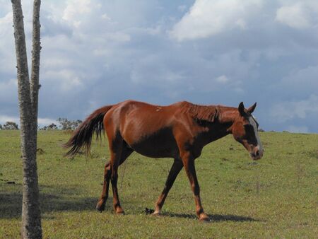 Horse in the farmの写真素材