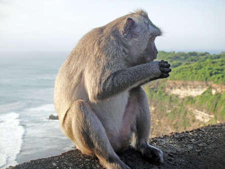 The monkey on the cliffの写真素材