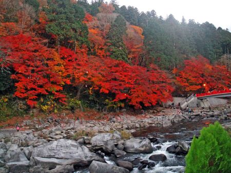 Beautiful Red leaves in Japanの写真素材