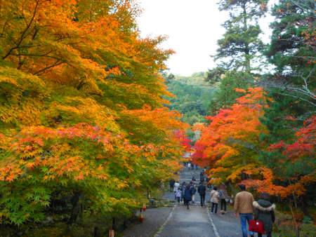 Red leavesの写真素材