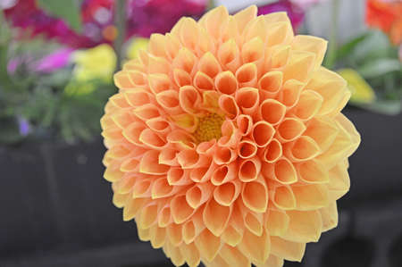 Flower Artの写真素材