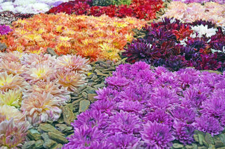 Flower Artの写真素材