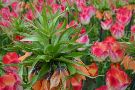 Tulipの写真素材