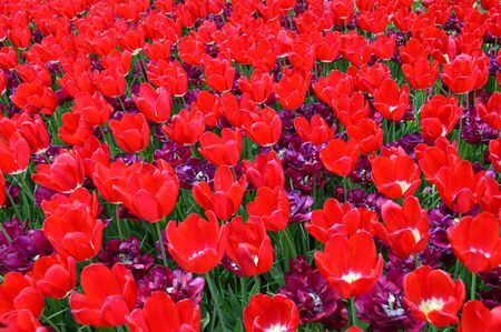 Tulip fieldの写真素材