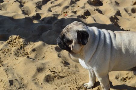 Bulldog on the beachの写真素材