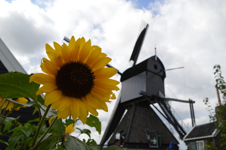 Sunflower and windmillの写真素材