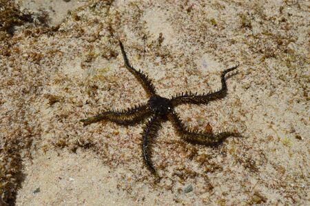 Starfishの写真素材