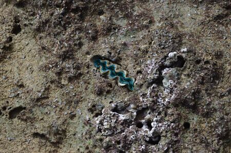 Sea Anemoneの写真素材