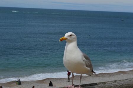 Sea gull next to the beachの写真素材