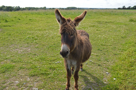 Donkey at farmの写真素材