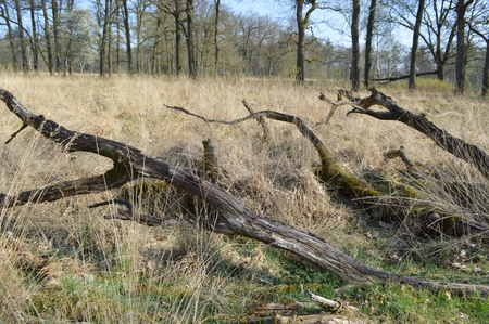 Hoge Veluwe National Parkの写真素材
