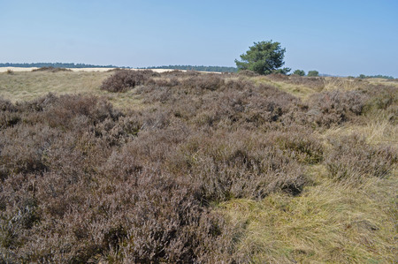 Hoge Veluwe National Parkの写真素材