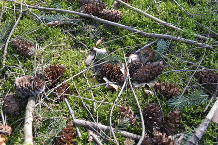 Pine cone on the treeの写真素材