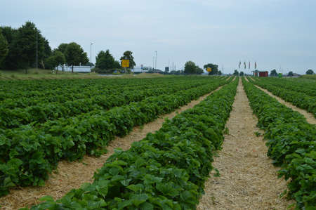 Strawberry pick-up feldのeditorial素材