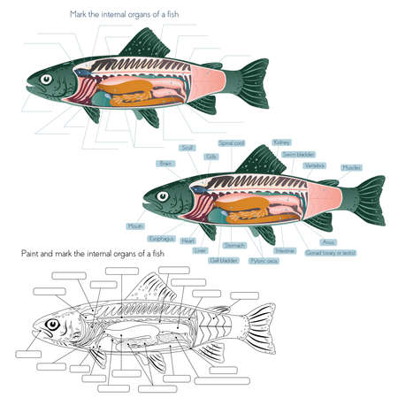 The internal anatomy of the fishの写真素材