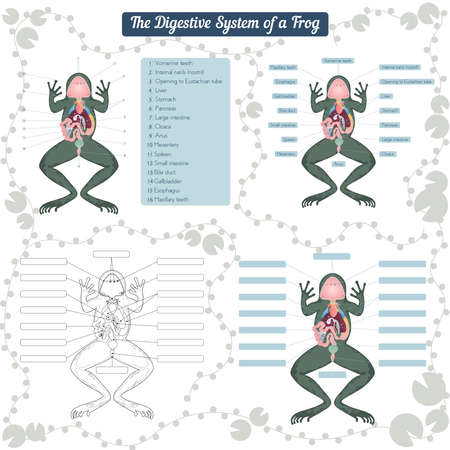 The digestive system of the frogのイラスト素材
