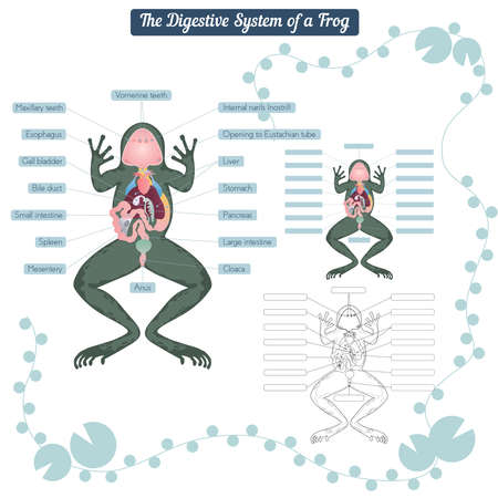 Digestive system of the frogのイラスト素材