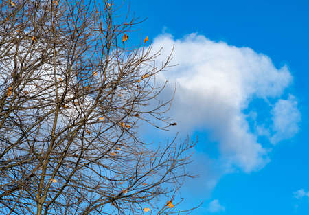 Bald tree on the background of bright sky with single clouds