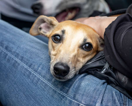 Red whippet female with a sad lookの写真素材