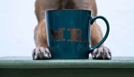 Green MR cup shot on green chair between dog paws