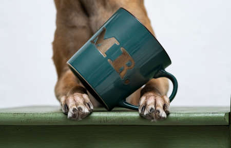 Green MR cup shot on green chair between dog pawsの写真素材