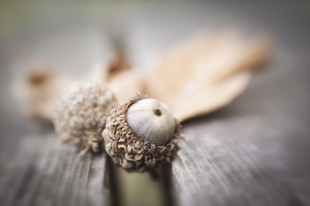Acorns on a benchの写真素材