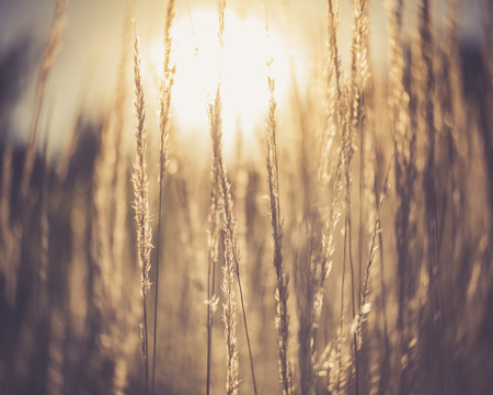 sunlight through tall grass
