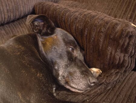 A black and brindle Staffordshire Bull Terrier crossed with one or more unknown breedsの写真素材