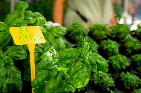 Basil on sale on a specialist market stall in Franceの写真素材