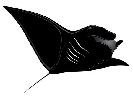 Manta Ray, tattooのイラスト素材