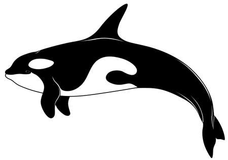 Killer whale, tattooのイラスト素材