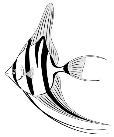 Angel fishのイラスト素材