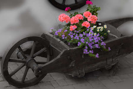 Flowersの写真素材