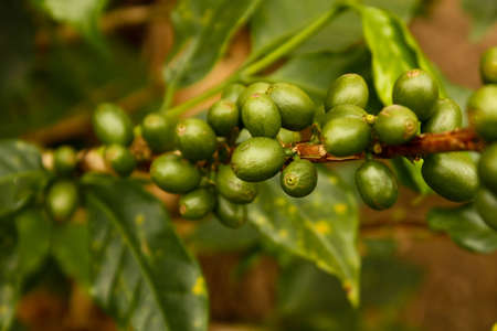 Coffee beans, maturing. Colombian plantations.の写真素材