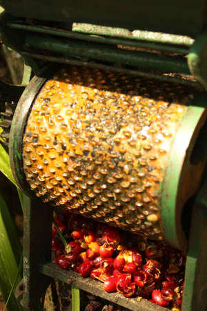 Traditional machine to remove the organic coffee peil.の写真素材