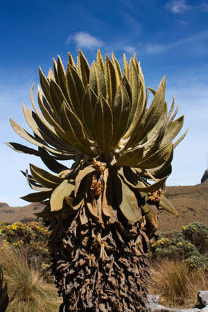Espeletia, commonly known as Frailejon or Fraylejon is a genus of perennial subshrubs, in the family Asteraceae. The genus, which is endemic mainly to Colombia, Venezuela and Ecuador,の写真素材
