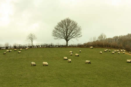 Sheep grazing in meadow or Navarre. Salazar valley. Navarra, northern Spain.の写真素材
