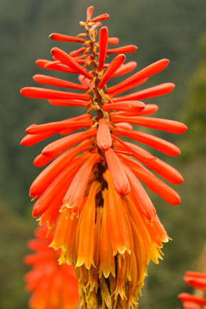 tropical flowers and plants in the Andean valley of Cocora, province of Quindio, Colombiaの写真素材