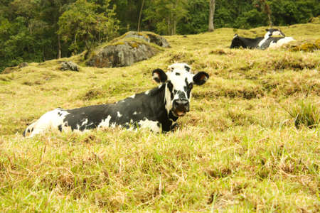 Cows grazing  Central valley of Colombia  の写真素材