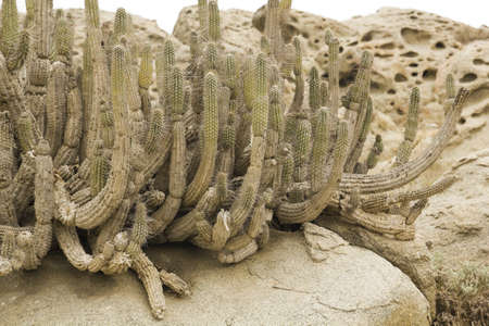 Desert Coast of Chile  Atacama Desert , Pan de Azucar national parkの写真素材