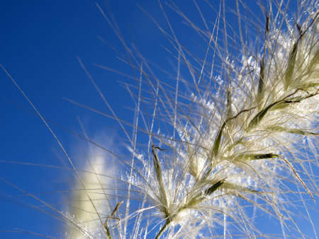 Closeup of a spike with blue sky backgroundの写真素材