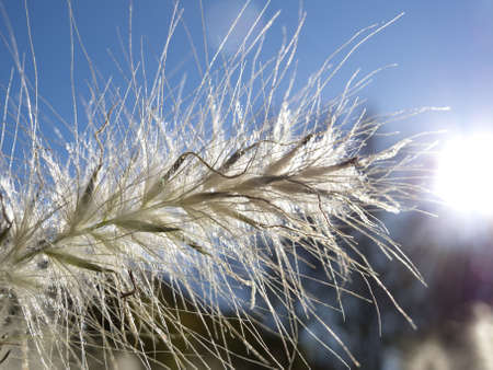 Closeup of a spike with blue sky backgroundの写真素材