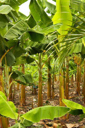 Banana plantation in the province of Montenegro, Colombia  Symbol of the Green Revolution の写真素材