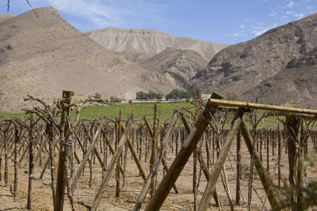 Vineyard cultivation for fruit and wine, in the inhospitable mountains of the Andes  Chileの写真素材