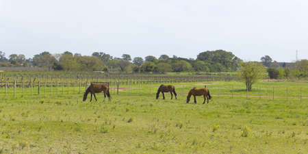 Horses grazing in the Latin American pampas  の写真素材