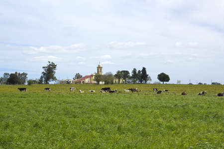 Herd of cows resting in latin american pampas Is its main industry の写真素材